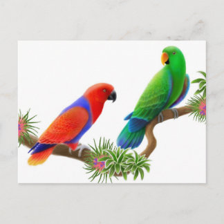 Eclectus Birds Postcard