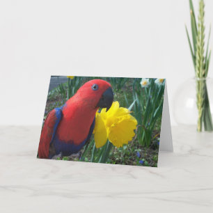 Eclectus Daffodil -- Large Card