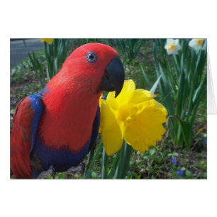 Eclectus Daffodil--Small Cards