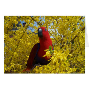 Eclectus in Yellow -- Large Cards