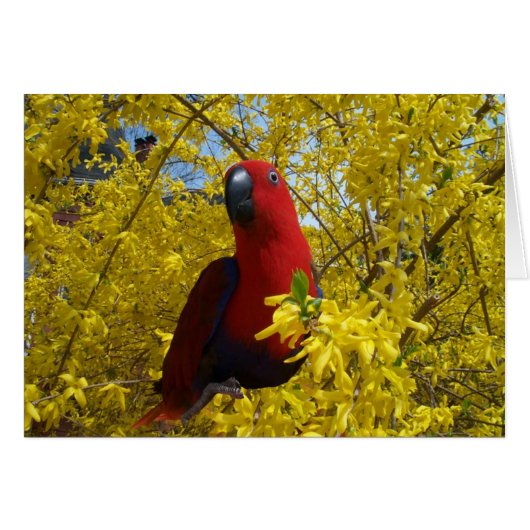 Eclectus in Yellow -- Large Cards (Front Horizontal)