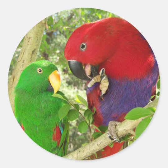 Eclectus Pair Classic Round Sticker