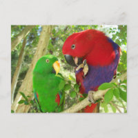 Eclectus Pair