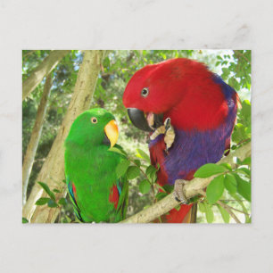 Eclectus Pair Postcard