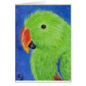 Eclectus Parrot (Front)