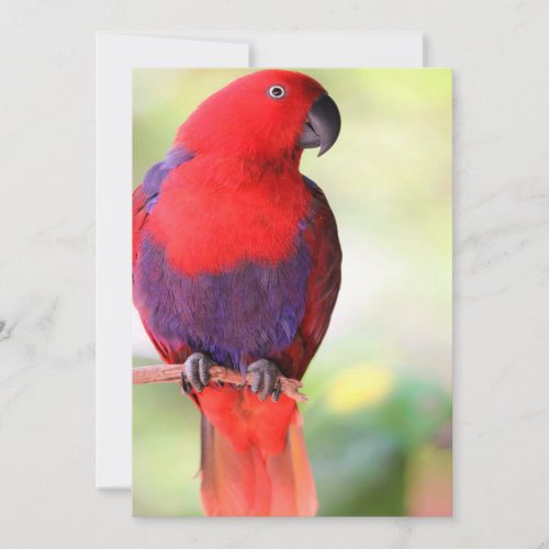 Eclectus parrot announcement