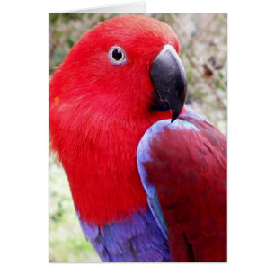 Eclectus Parrot Cards