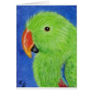 Eclectus Parrot Cards