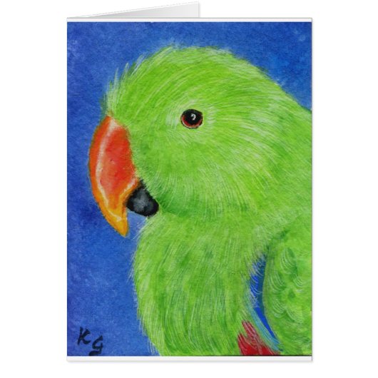 Eclectus Parrot Cards (Front)