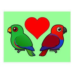 Eclectus Parrot Love Postcard