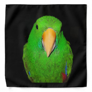 Eclectus Parrot Male Bandana