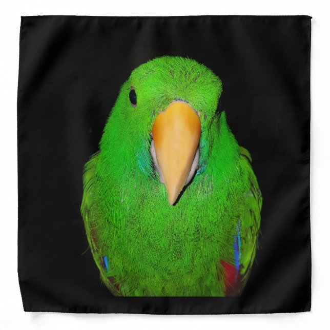 Eclectus Parrot Male Bandana (Front)