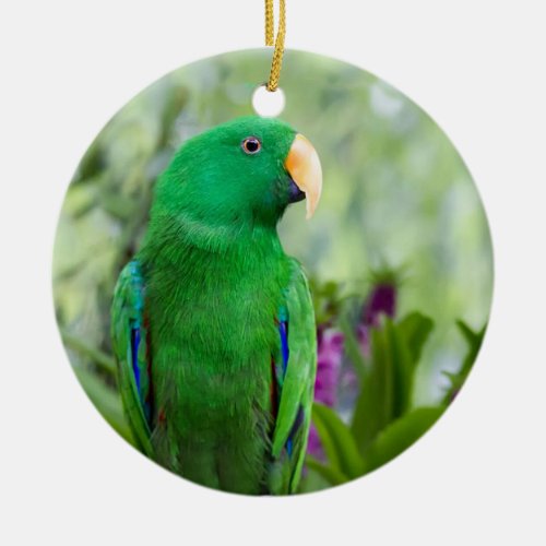 Eclectus Parrot Male Ceramic Ornament