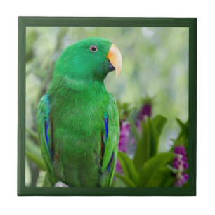 Eclectus Parrot Male Ceramic Tile