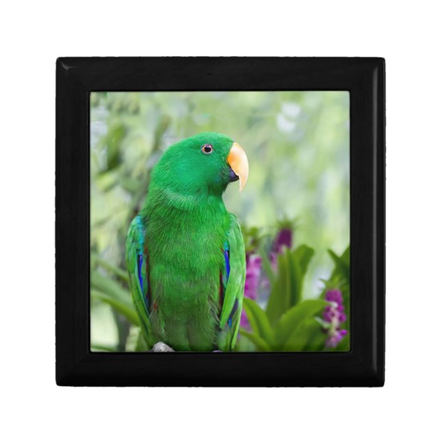 Eclectus Parrot Male Gift Box (Front)
