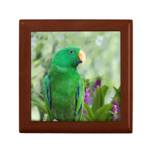 Eclectus Parrot Male Gift Box