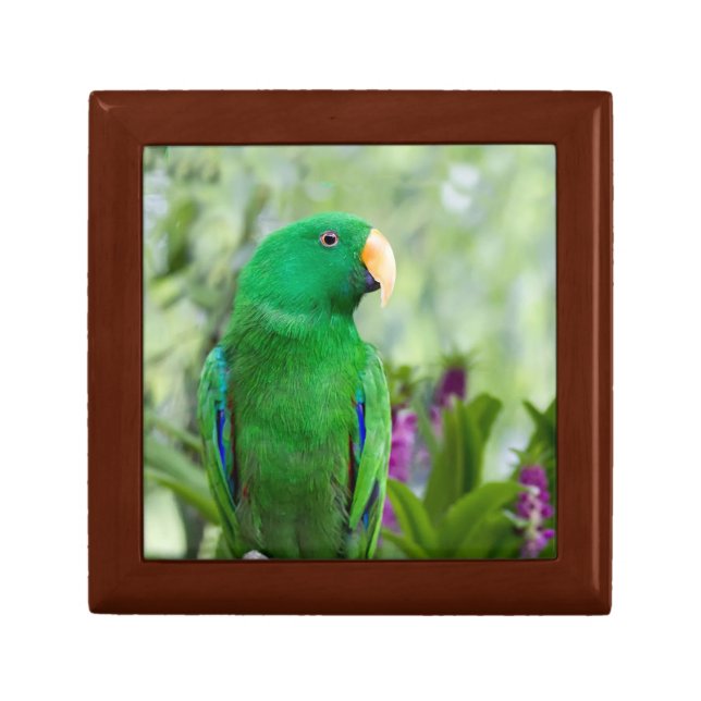 Eclectus Parrot Male Gift Box (Front)