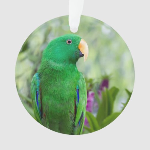 Eclectus Parrot Male Ornament