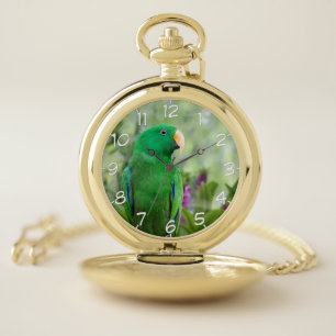 Eclectus Parrot Male Pocket Watch