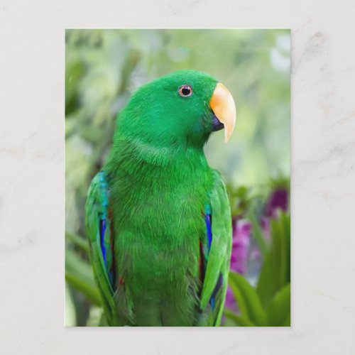 Eclectus Parrot Male Postcard