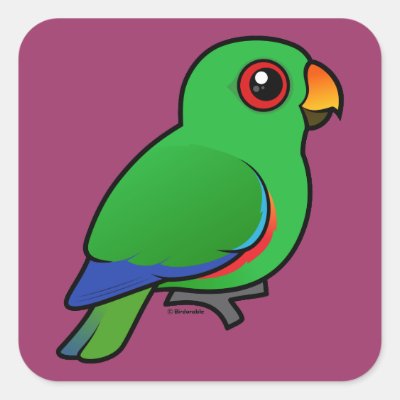 Eclectus Parrot male Square Sticker