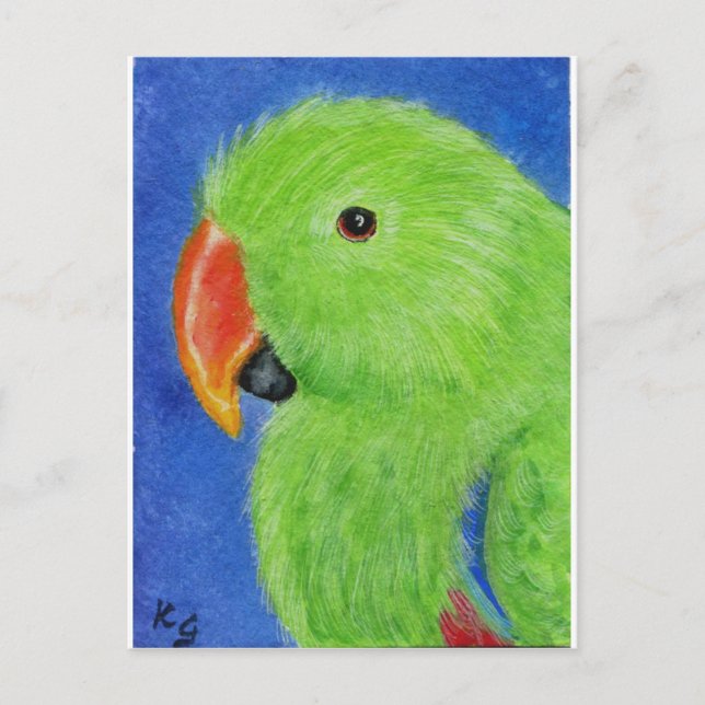 Eclectus Parrot Postcard (Front)