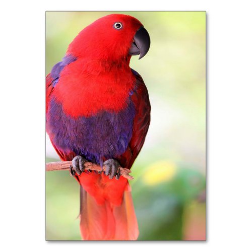 Eclectus parrot table number