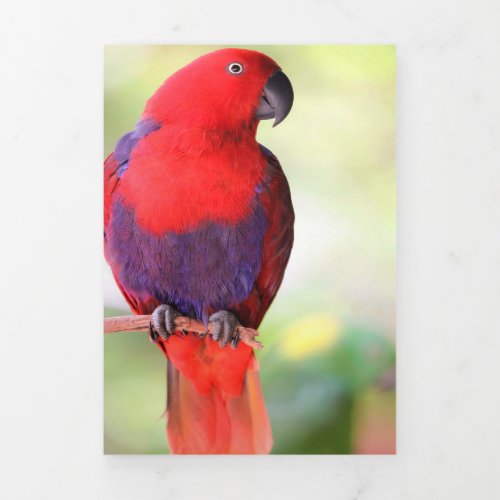 Eclectus parrot Tri_Fold announcement