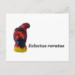 Eclectus roratus postcard