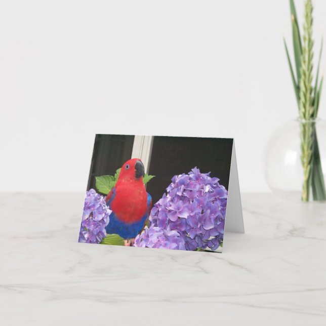 Eclectus Small Note Card (Front)