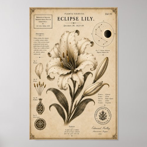 Eclipse Lily Victorian Botanical Museum Print