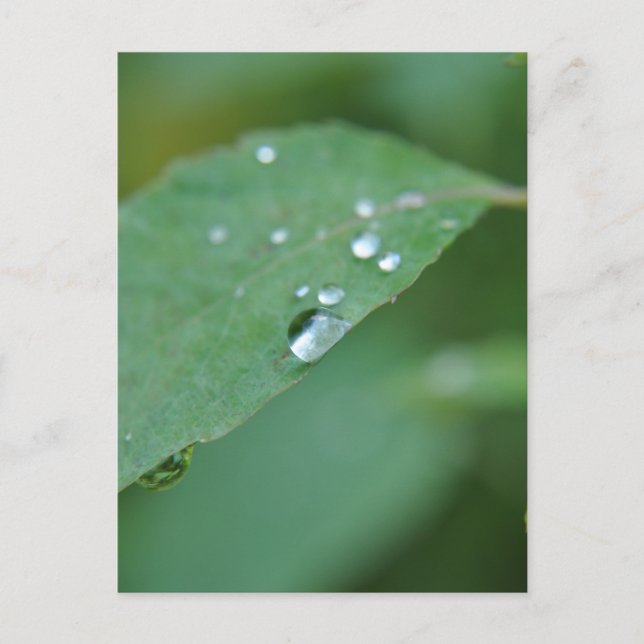 Eco Postcard (Front)