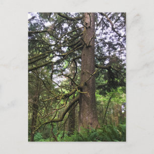 Ecola State Park, Cannon Beach, Oregon Postcard