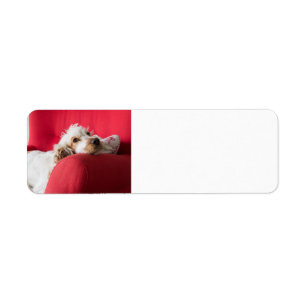 ecs orange and white chillin label