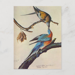 ectopists migratorius ( Passenger pigeon ) Postcard
