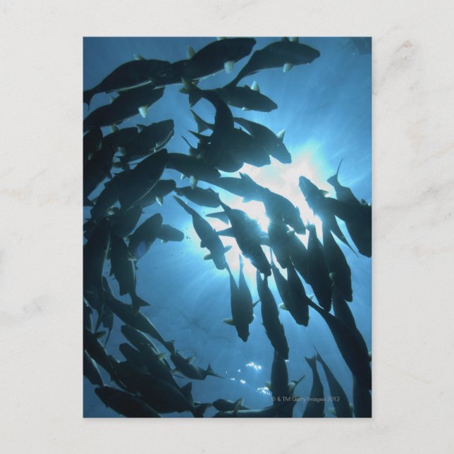 Ecuador, Galapagos archipelago, Wolf Island, Postcard (Front)