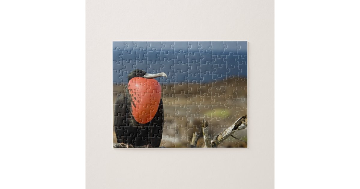 Ecuador Galapagos Genovesa Island Prince Jigsaw Puzzle Zazzle Com