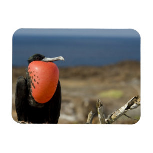 Ecuador, Galapagos, Genovesa Island. Prince Magnet