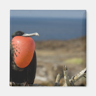 Ecuador, Galapagos, Genovesa Island. Prince Magnet