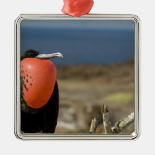 Ecuador, Galapagos, Genovesa Island. Prince Metal Ornament