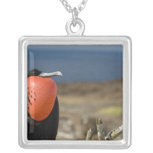 Ecuador, Galapagos, Genovesa Island. Prince Silver Plated Necklace