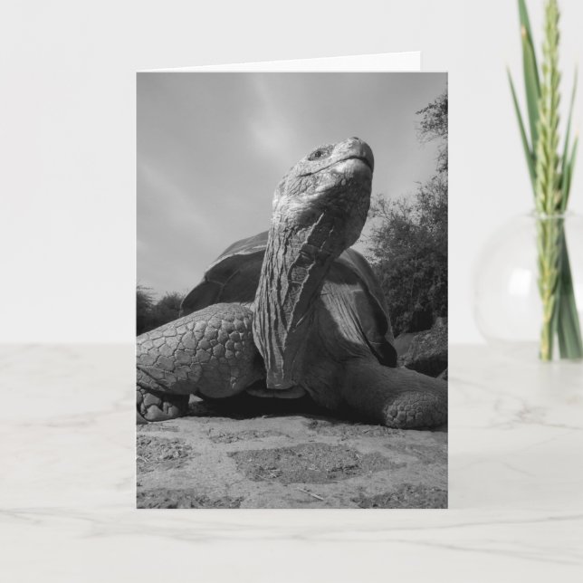 Ecuador, Galapagos Islands National Park, Santa Holiday Card (Front)