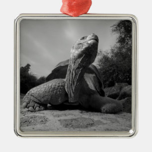 Ecuador, Galapagos Islands National Park, Santa Metal Ornament