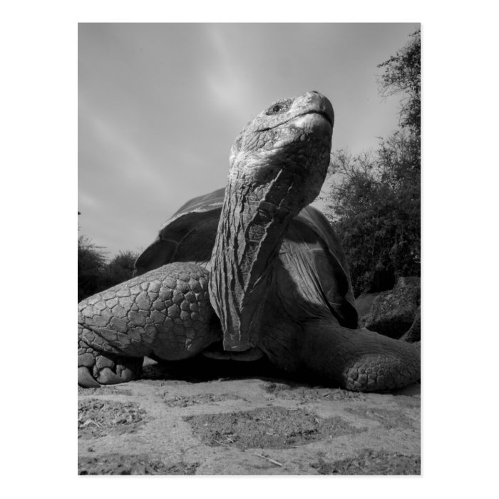 Ecuador, Galapagos Islands National Park, Santa Postcards