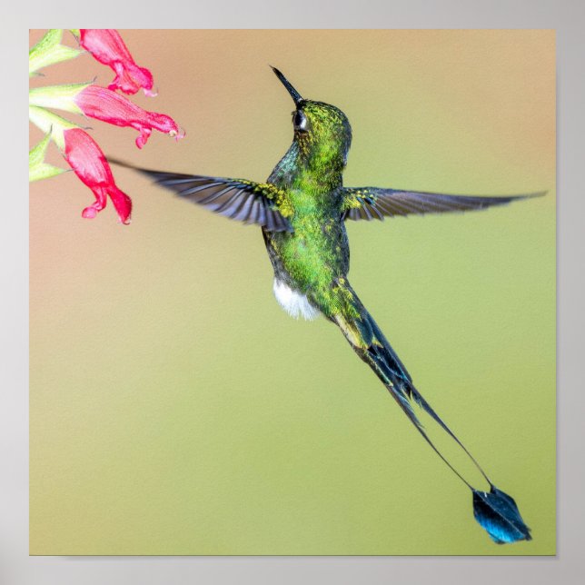 Ecuador Hummingbird with Long Tail Feathers Poster (Front)