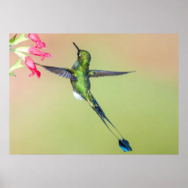 Little Wing Electron HUMMINGBIRD ヴァンヘイレン