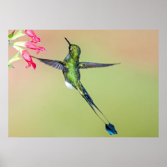 Ecuador Hummingbird with Long Tail Feathers Poster (Front)