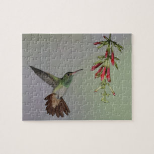 Ecuador, Tandayapa Bird Lodge. Rufous-tailed Jigsaw Puzzle