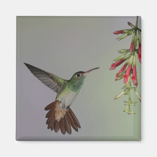 Ecuador, Tandayapa Bird Lodge. Rufous-tailed Magnet (Front)