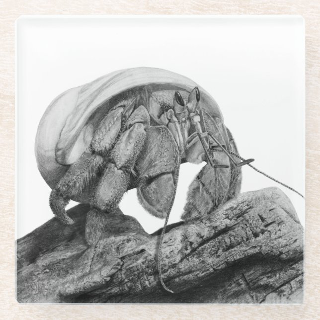 Ecuadorian Hermit Crab C. Compressus Coaster (Front)